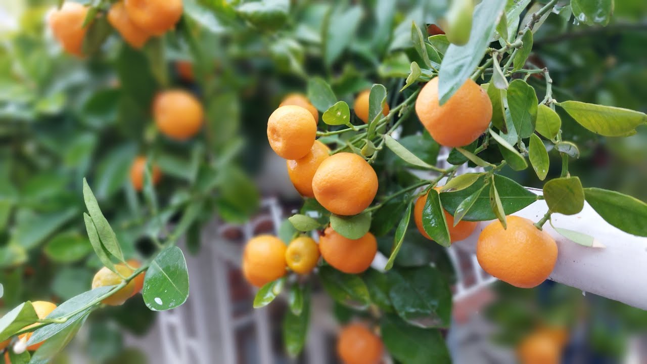 Akshardham Nursery! Feb 5, 2022 YouTube