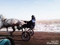 Цыганский конь "Пегас" хозяин Шалдыбин 2018 год (89068838766)