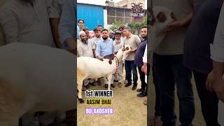 BULANDSHER HEAVY GOAT COMPETITION AASIM BHAI FIRST WINNER MASHAALLAH @ADGoatzone #viralvideo #shorts