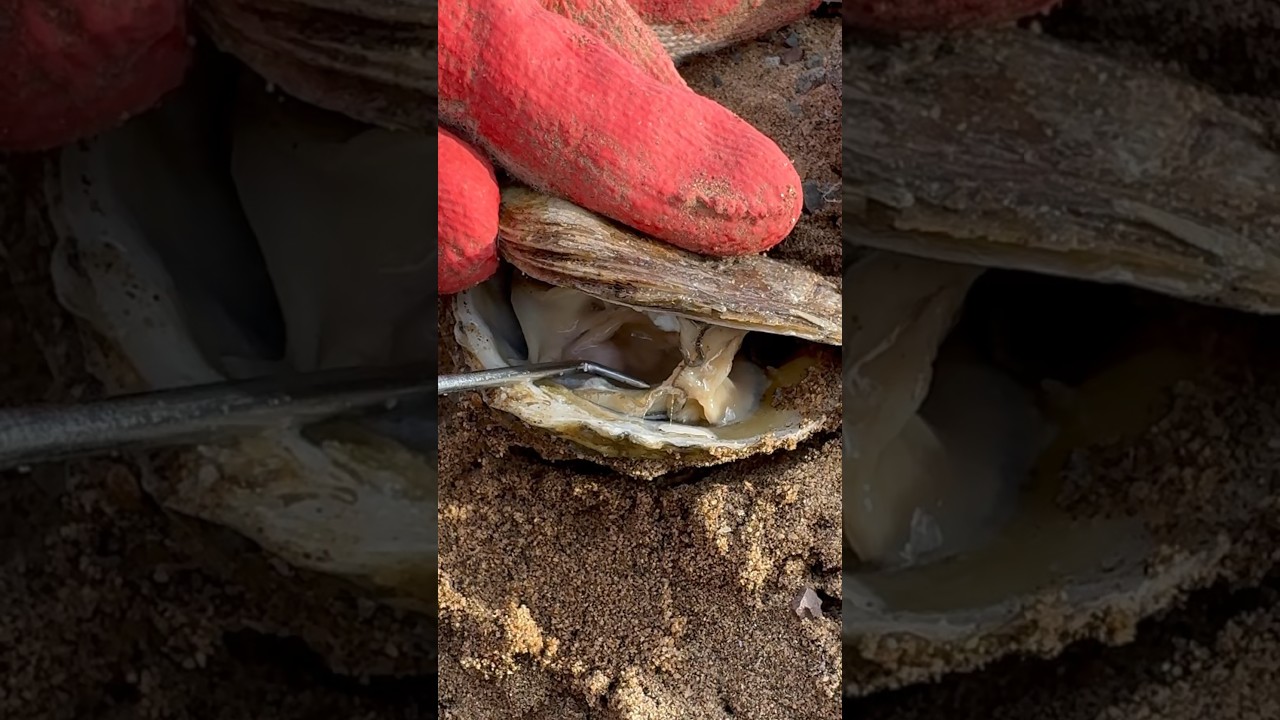 Extracting rare pearl from oyster shell - YouTube