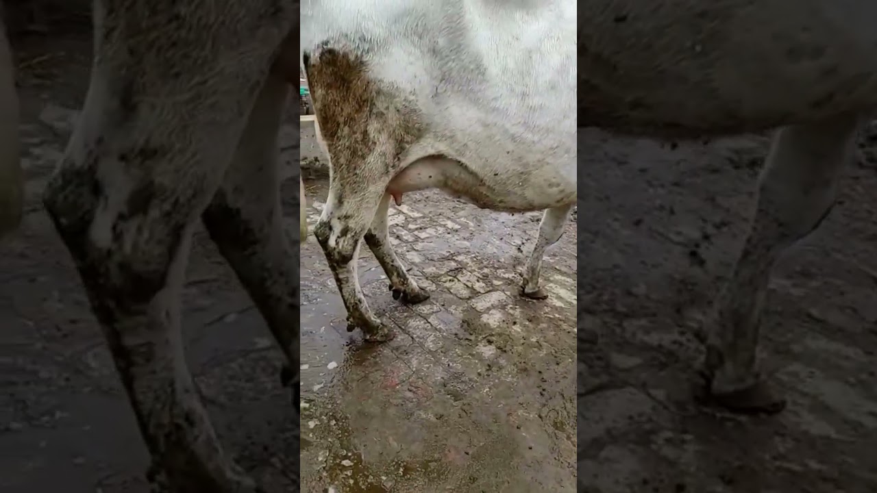 Friesian Jersey Cross Cow Salam Mandi Bhalwal Sargodha