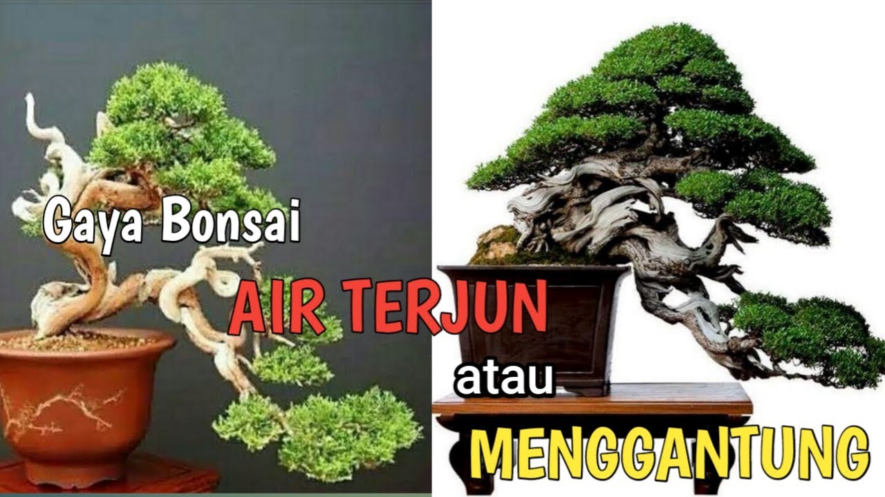 Foto inspirasi bonsai berakar menggantung terkait tips merawat dan menempatkan bonsai berakar menggantung di rumah