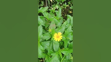 Thumbnail of 🫶🫶🫶 #music #love #song #flowers #flowergarden #cute