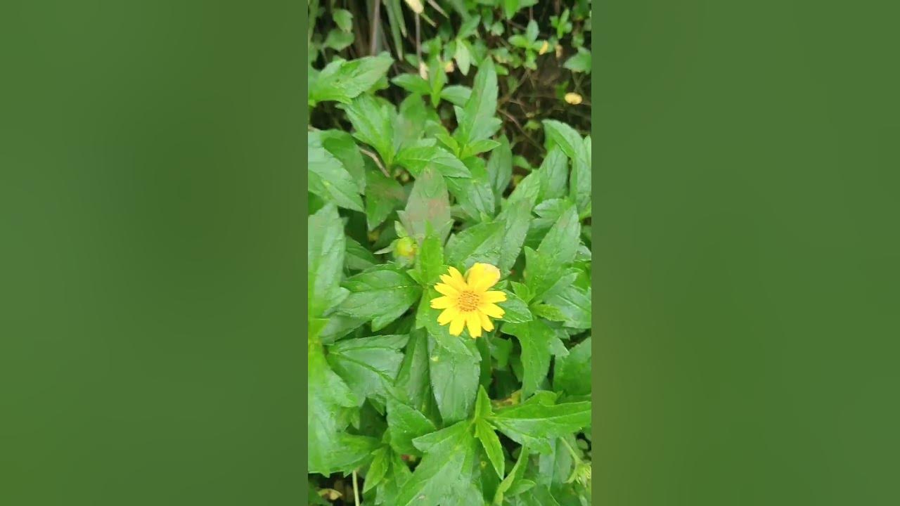 🫶🫶🫶 #music #love #song #flowers #flowergarden #cute