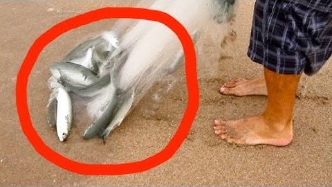 Cast Net Mullet Run Highlight Live Mullet Netting Bait For Saltwater Fishing Snook and Tarpon