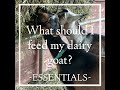 What should I feed my dairy goat?