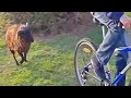 Hilarious animal moments 77. When Animal attack