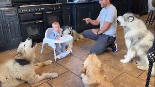 Husky's Howling At Adorable Little Boy To Feed Them! (Cutest Ever!!)