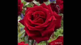 Arafat Daği-Neşet Akyüz Müzi̇ksi̇z İlahi̇ler