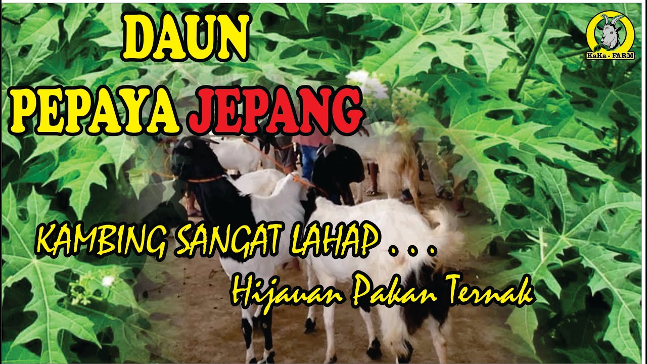 Cara pemberian HIJAUAN PAKAN TERNAK ( HPT ) _ TERNAK KAMBING JAWA RANDU