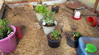Quail Aviary Update
