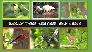 Identify 84 Eastern USA Birds. Beginner Level! Intermediate level bird id video below!