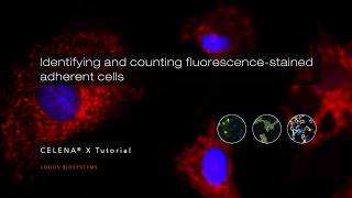 Identifying and counting fluorescence-stained adherent cells