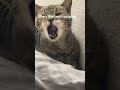Sleepy Cat Wakes Up to the Sound of Camera