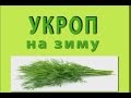 укроп на зиму