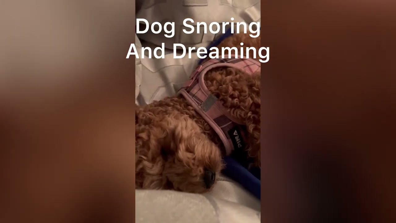 Dog Snoring And Dreaming Of Play Day YouTube