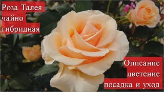 Роза Талея чайно-гибридная. Описание сорта, цветение, посадка и уход
