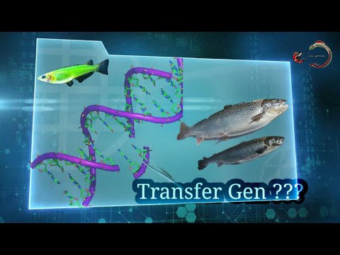 Video: Ekspresi Transgenik Gen Omega-3 Sintesis PUFA Meningkatkan Kelangsungan Hidup Ikan Zebra Selama Infeksi Vibrio Vulnificus