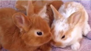 #bunn#bunnyroutine#rabbit#Funny and cute bunny rabbit video baby animal video