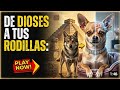 "🐶 ​CHIHUAHUA: Un Dios en tu hogar /Su increíble evolución"