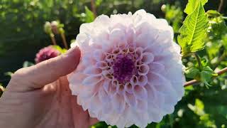 The dahlias are here! Flower Field Tour - July 17