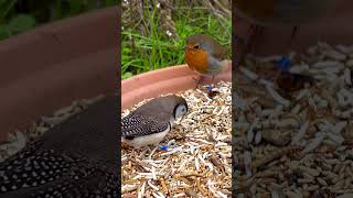 Owl Finch European Robin