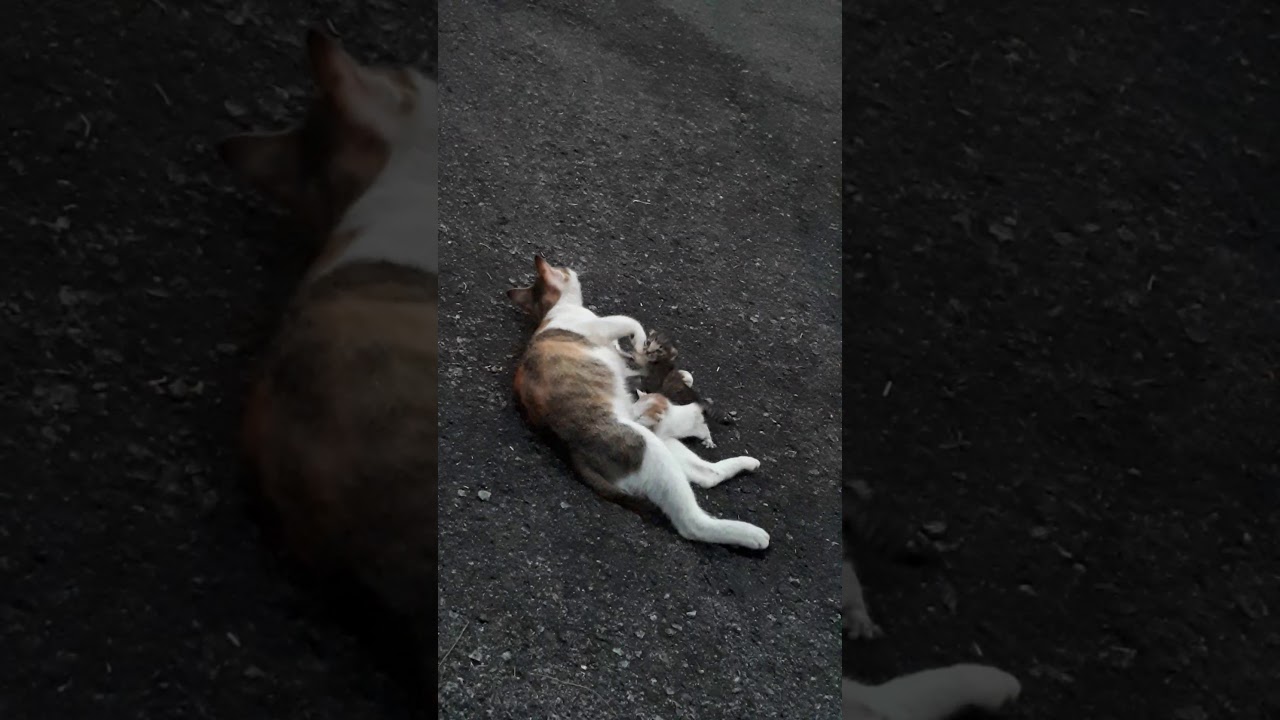 Kittens Update