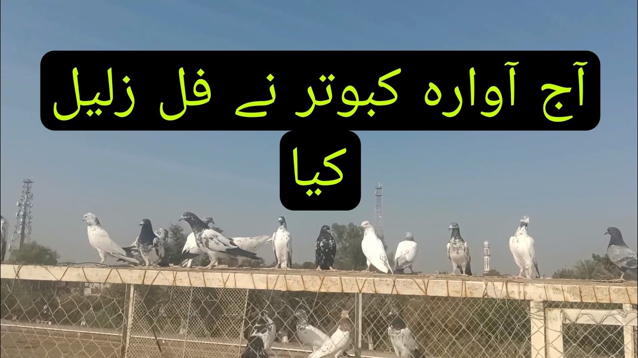 آج آوارہ کبوتر نے ذلیل کر دیا 😱