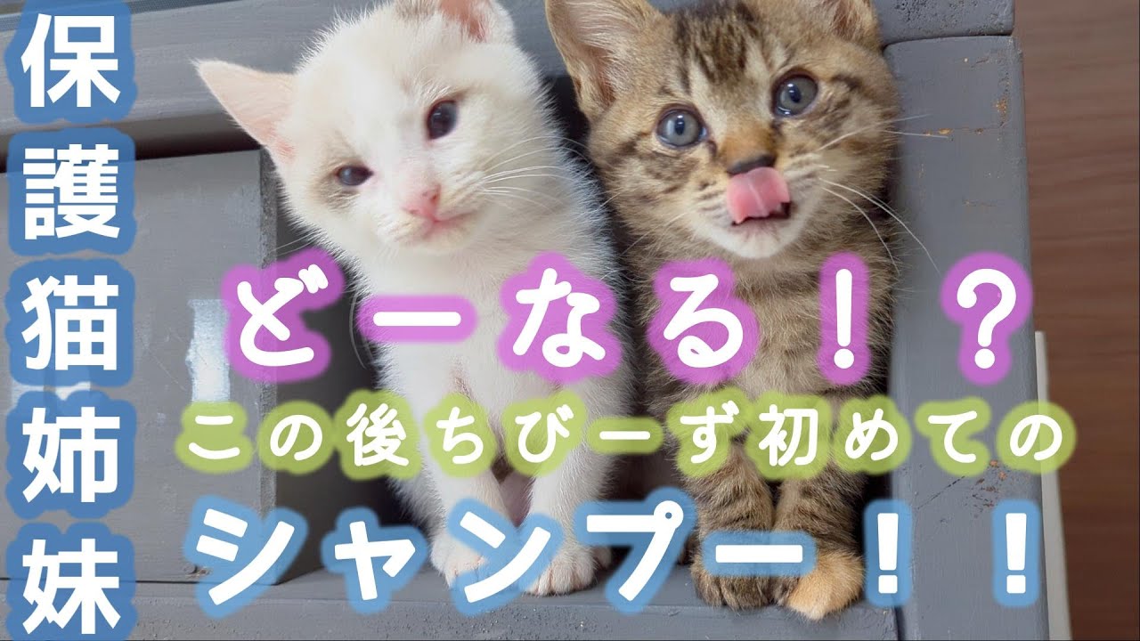 保護猫姉妹　どーなる！？初めてのシャンプー！！#猫のいる暮らし #猫のいる暮らし #保護猫 #子ネコ #cat #子ネコ #kitty  #白猫
