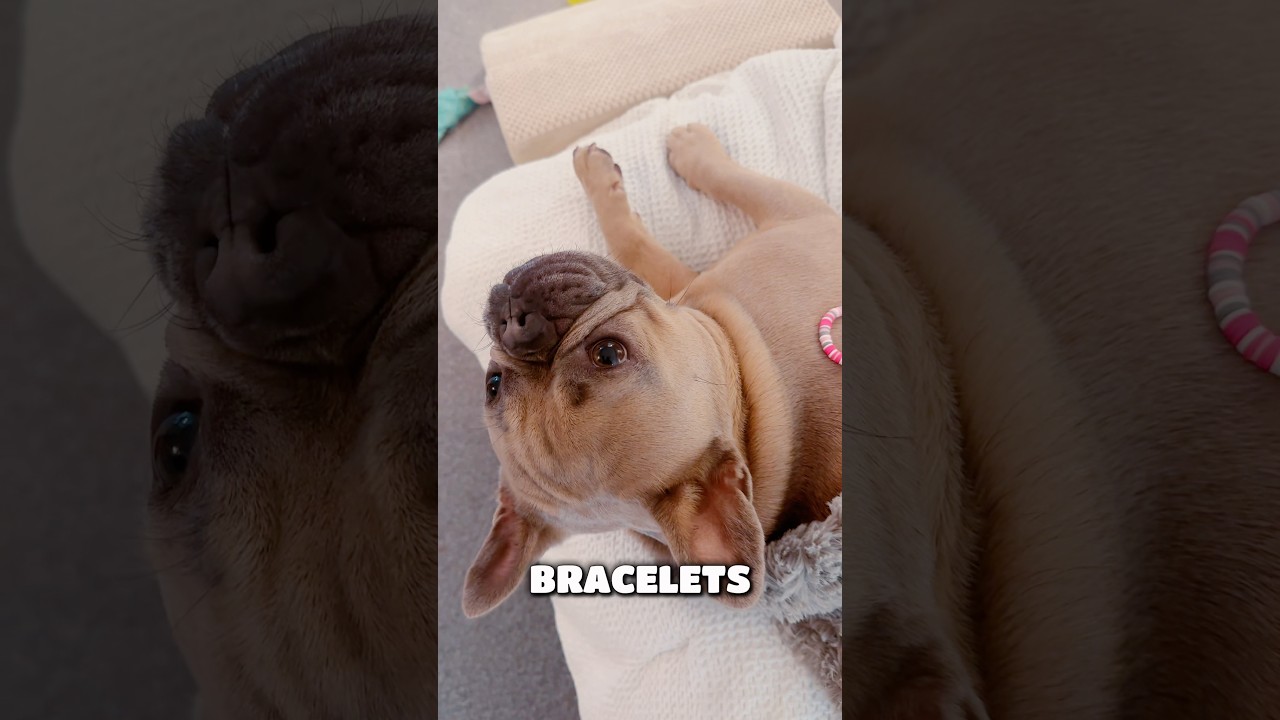 Берроу здесь🐾🧡🐶 За это видео мне заплатили лакомствами 🦴!! 