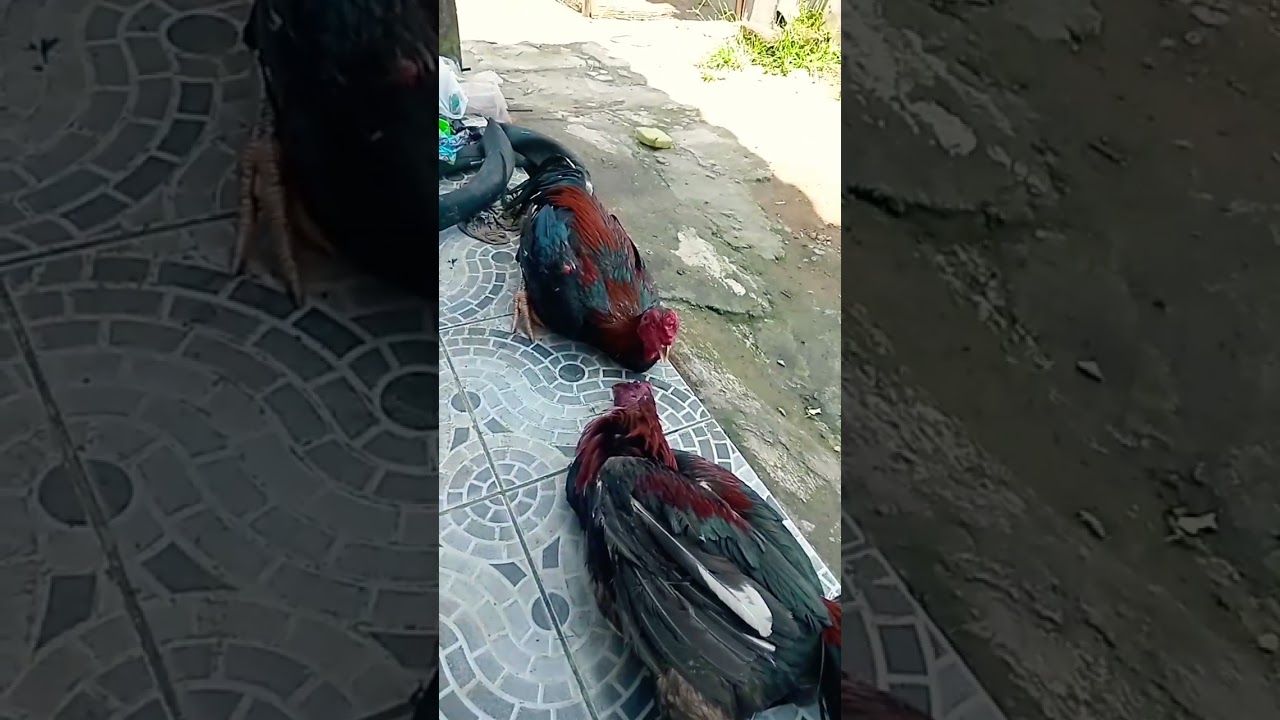 ayam tarung sampe mati