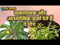 सकारात्मक और आध्यात्मिक ऊर्जा देते हैं तुलसी और आंवला के पौधे,Tulsi-amla se Ghar ki adhyatmik shudhi