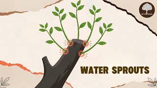 Why Topping a Tree Is One of the Worst Things You Can Do