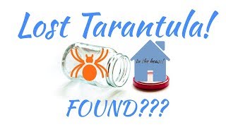 Tarantula | 3 Months on the Run | 🏠