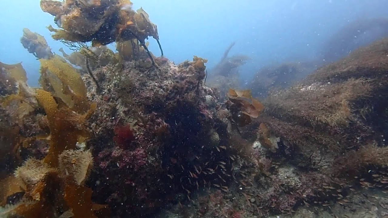 Juvenile rock fish in Kominase jima, Yamaguchi, Japan, March 23, 2016