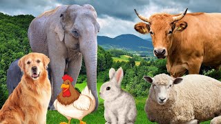 Wild Animal Sounds: Horse, Cow, Duck, Dog, Hen, Cat, Elephant,... | Animal Moments