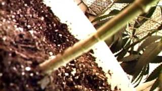 MPEG0002tbones grow room flowering like 10 or 11 days