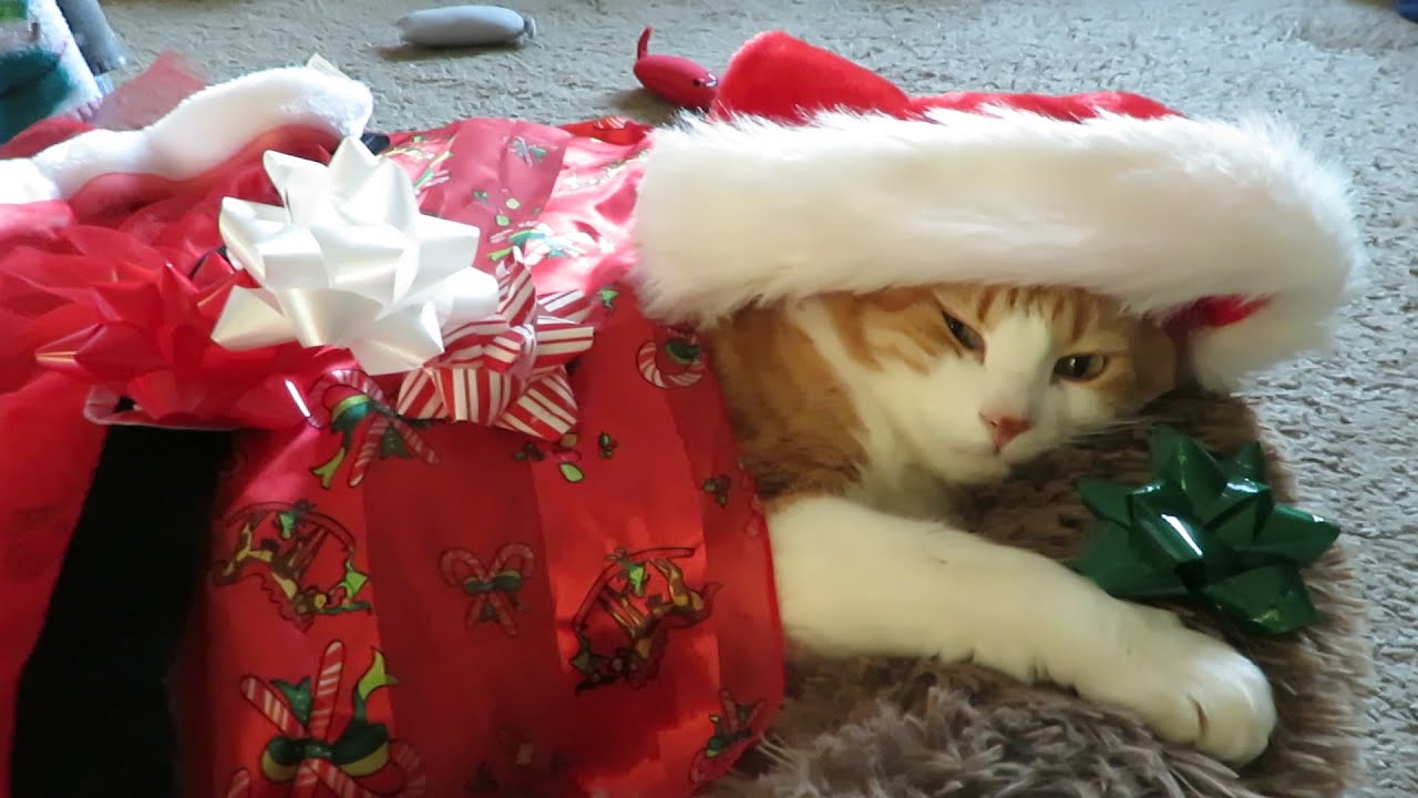 Decorating My Cat For Christmas YouTube