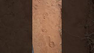Cat&#39;s footprints #shorts
