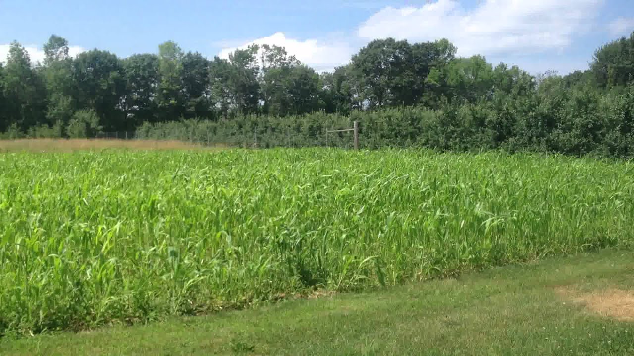 Peach Trees at Butternut Farm Farmington NH YouTube