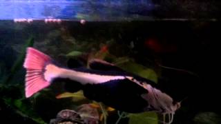 14 inch Red Tail Catfish "Gulp" Eating Pellets