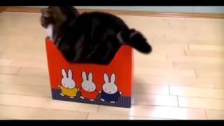 Смешные видео котики Видео приколы про кошек Смешные видео котики Видео приколы про кошек