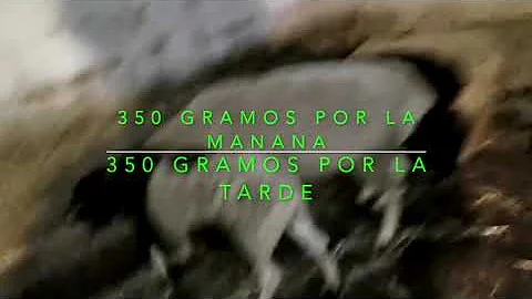 PARTE 2  CUNTO  ALIMENTO SERVIR AL DIA POR BORREGO