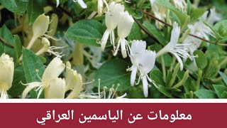 الياسمين العراقي Lonicera Japonica نبتة تتحمل الحرارة و الجفاف