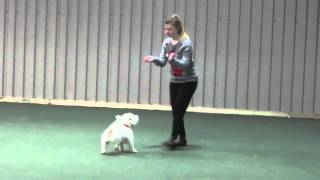 Dog dancing - canine freestyle