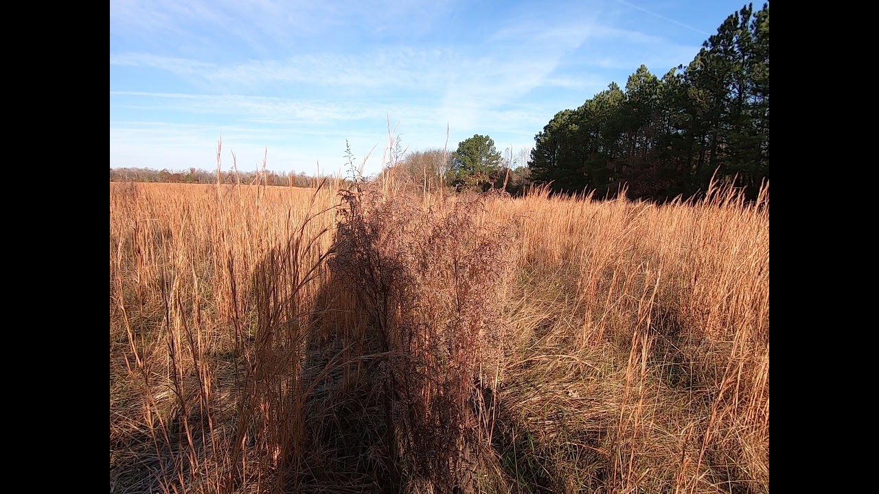 Deer Hunting Sussex In A Secret Spot ! deerhuntingwithdogsva YouTube