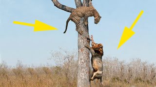 Lion vs Leopard Battle In Africa | Wild Animals Attack