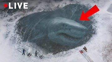 Bí ẩn về Megalodon và Nam Cực – Những điều các nhà khoa học đang khám phá