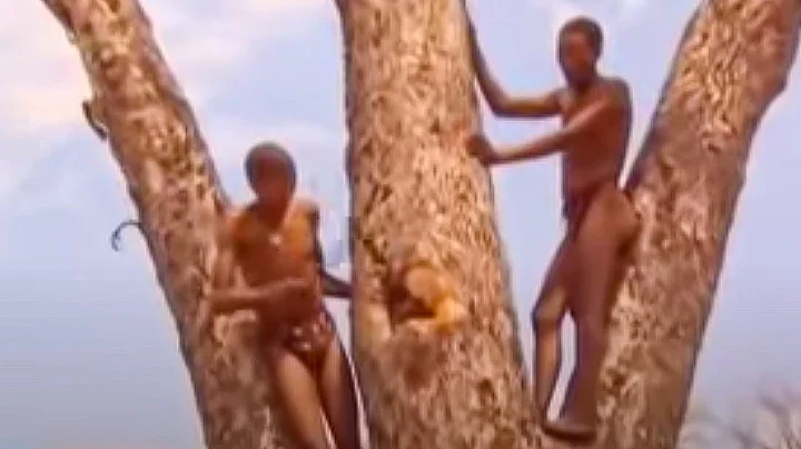 Hunting and Gathering for Survival in the Desert | Ian Wright in the Kalahari | BBC Studios - DayDayNews