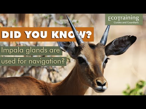 Video: Impala antelope: characteristics of the animal